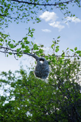 nest of Estrildidae