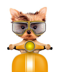 Adorable puppy sitting on a motorbike
