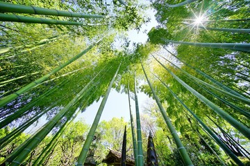 Obraz premium 春の竹林