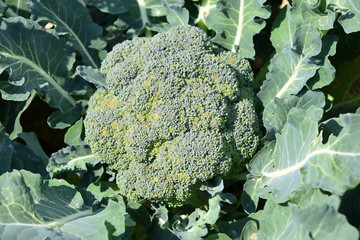 broccoli