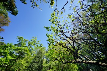 新緑の公園