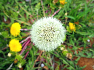 野原のタンポポ