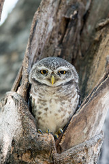 Spotted Owl Portrait