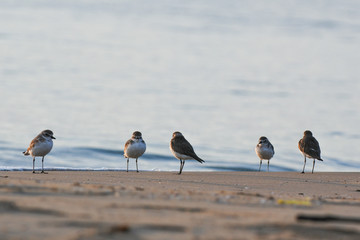 The lesser sand plover is a small wader in the plover family of birds.