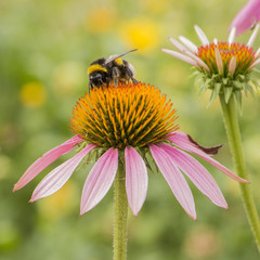 Hummel beim Nektar sammeln