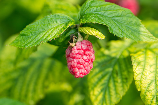 Close-up of ripe raspberry in the garden