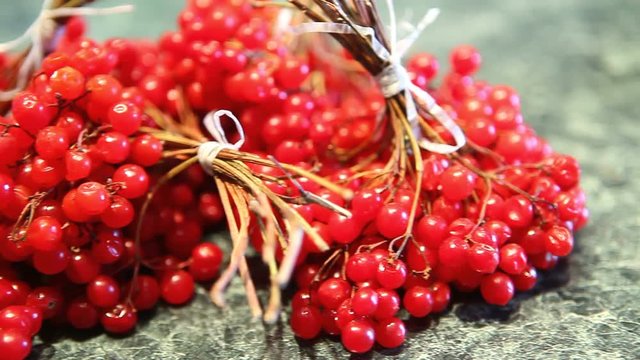 Red Viburnum opulus berries or Guelder rose