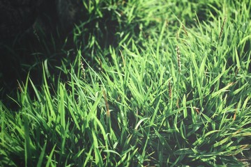 Grass