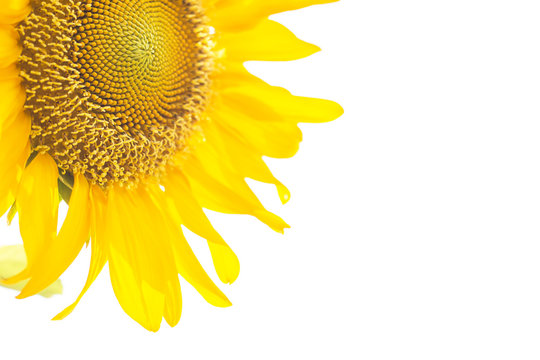 Closeup sunflower isolated on a white background