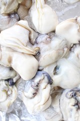Oysters