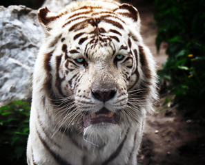  Bengal tiger portrait