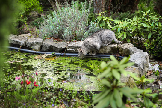 Cat drinking water in the fish pond.