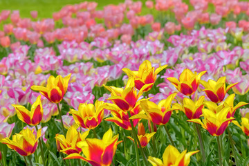 美しいチューリップの花