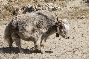 Fototapeta premium Close up wild yak in Himalaya mountains, Nepal