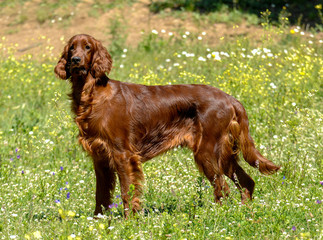 Portrait of Irish Setter or Red Setter