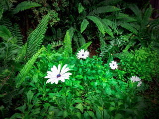 White Flower In Forest