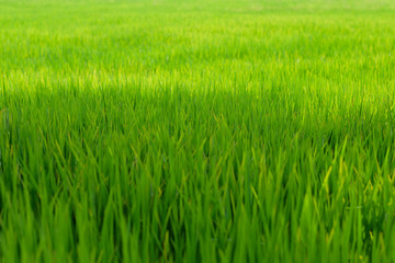 Rice grassland