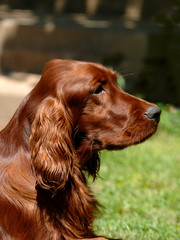 Portrait of Irish Setter or Red Setter