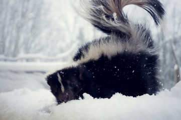 Skunk in winter snowy nature