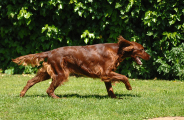 Portrait of Irish Setter or Red Setter
