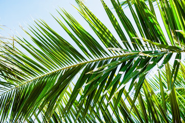 Palm green leaves in tropics, natural texture. Tropical palm and sky