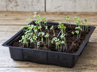 Rocket seedlings in a black tray on a wooden table