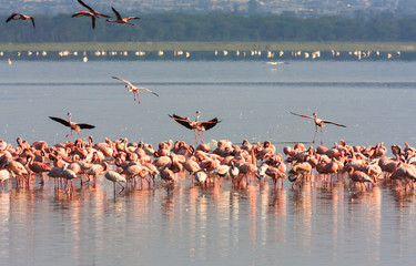 Fototapeta premium Flock of flamingos from Nakuru. Kenya, Africa