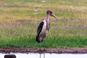 Thoughtful marabou. Kenya, Africa