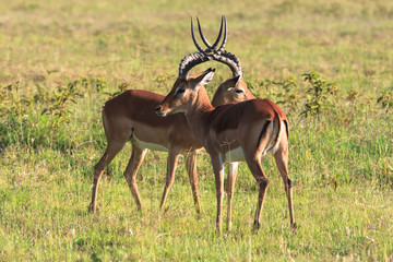 Before the duel. Two males. Who will win? Kenya, Africa