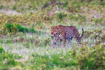 Very big cat. African leopard, Kenya