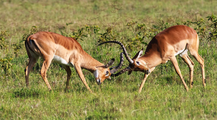 Naklejka na ściany i meble The battle for the female impala. Kenya, Africa