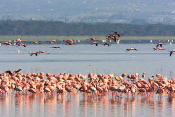 Pink flamingos flock in  Nakuru lake. Kenya, Africa