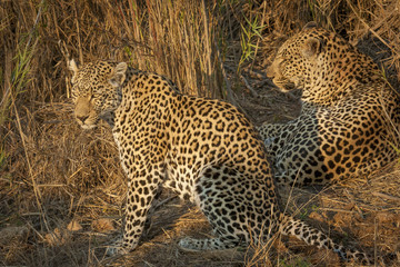 Leopard (Panthera pardus) female (l) and male (r). Mpumlanga. South Africa