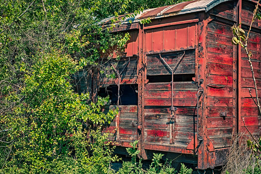 Old wooden railway wagon captured by vegetation.