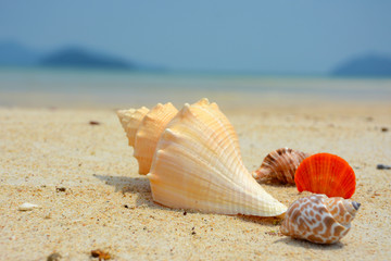  shell on sand