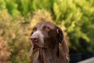 German shorthaired pointer dog