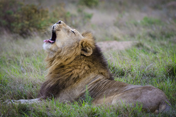 Lion (Panthera leo) yawning. KwaZulu Natal. South Africa
