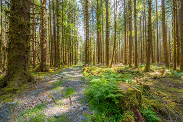 Sun is shining through the trees. The beautiful view of Hoh Rain Forest. Olympic National Park, Washington state, USA.