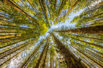 Sun is shining through the trees. The beautiful view of Hoh Rain Forest. Olympic National Park, Washington state, USA.