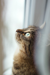 Cat by the window.