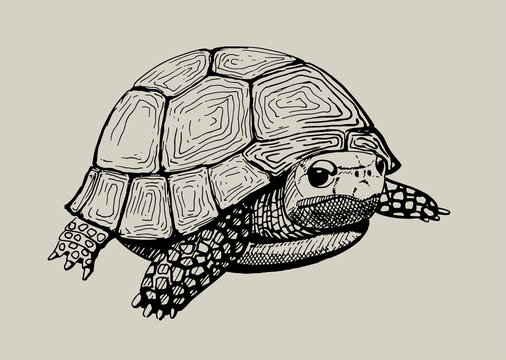 isolated hand drawn tortoise