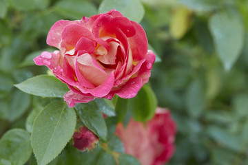A pink flower in the garden in the rain
