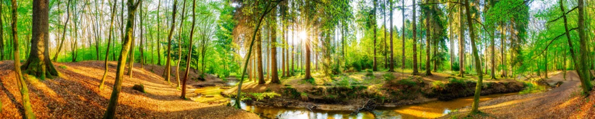 Papier Peint photo Lavable Panoramique Panorama forestier avec ruisseau et soleil
