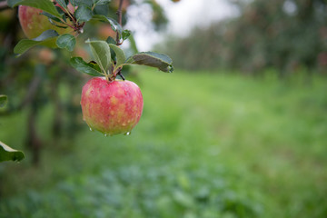 Apfel