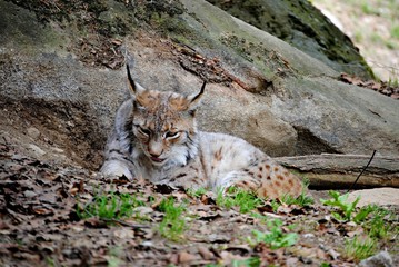 Lynx