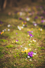 bl&uuml;hende Fr&uuml;hlingsblumen im Kleinvenedig Erfurt