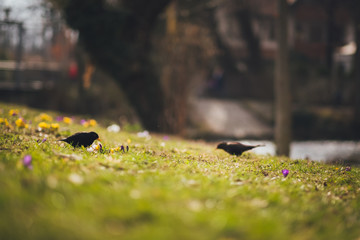 blühende Frühlingsblumen im Kleinvenedig Erfurt