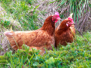 Two brown hens are sitting in the grass and looking to the side