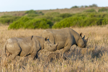 Fototapeta premium Black rhinoceros or hook-lipped rhinoceros (Diceros bicornis) cow and calf. KwaZulu Natal. South Africa