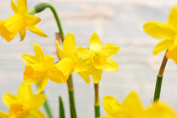 yellow narcissus, spring flower bouquet for holiday greeting